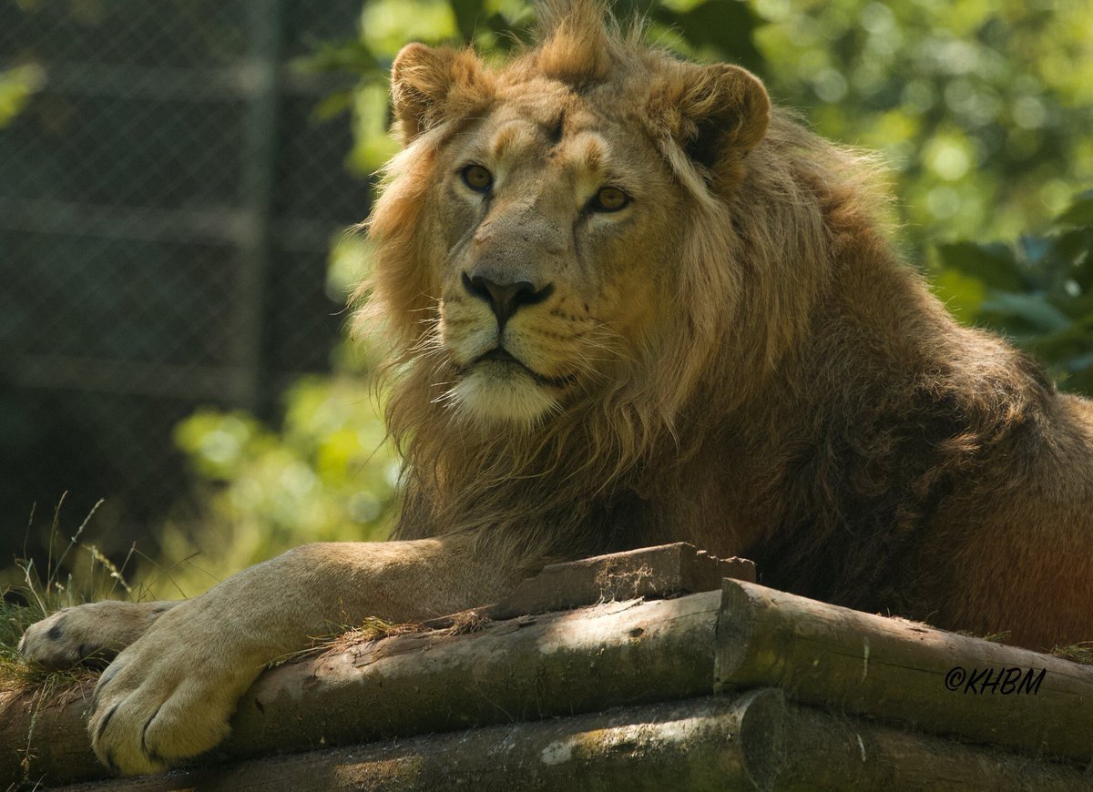 PaigntonZoo's tweet photo. Show the love for these magnificent big cats on #WorldLionDay. 🦁💛

📷: Kate Boyce-Miles https://t.co/Lon7mTcXF1