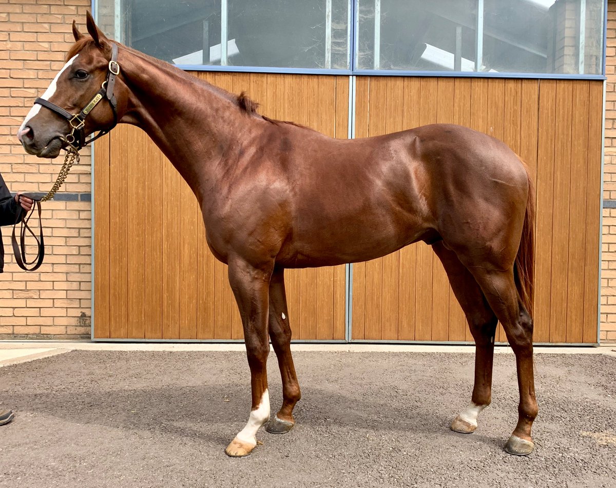 We have 4 runners <a href="/ChelmsfordCRC/">Chelmsford City Racecourse</a> today - CIPANGO (<a href="/Luke_Morris88/">Luke Morris</a>) &amp; FALCON CLAWS (Shane Kelly) run in the 1.35, KODIAC LASS (<a href="/Gabrielemalune/">Gabriele Malune</a>) lines up in the 2.10 &amp; MR SPIRIT (<a href="/SC_Cherchi/">Stefano Cherchi</a>) runs in the 5pm. Good luck to all connections <a href="/globalequine/">Global Equine Group</a> <a href="/RacingHOTSR/">Heart of the South Racing</a> <a href="/m7md_alsaadi98/">Mohamed AlSaadi</a>