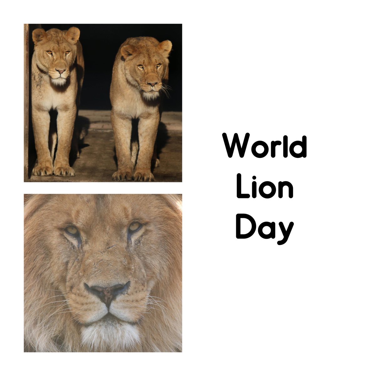 MiriamHaas11's tweet photo. Celebrating #WorldLionDay @NewquayZoo @Zoo_Watch https://t.co/Wr0GcS1MWs