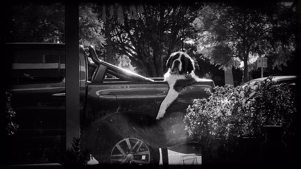susiansas's tweet photo. what a great day out... #bnw #blackandwhite #monochrome #dogs https://t.co/QZF1Kd1qV6