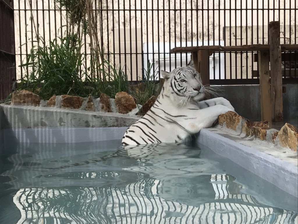 今日は朝からプールに入っていたサンちゃん。 プールに慣れてくれた