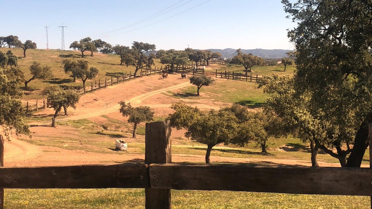 La dehesa queda vacía.
Volver a un plaza es el primer reto cuando lidiamos. En Blanca estuvimos en 2016, triunfaron los dos novilleros, <a href="/filibertocruz/">Filiberto Cruz Monroy</a>  <a href="/LuisDavidAdame/">Luis David</a> hoy matadores de toros. Ya viajan los utreros a esa tierra. Suerte para <a href="/AndreLagravere/">EL GALO</a> y <a href="/FranFranferrer/">fran ferrer lopez</a>