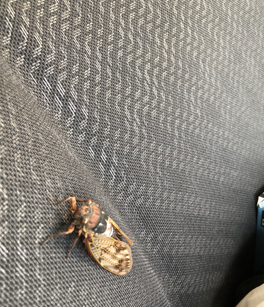 Yok 車の中にセミが入ってきてジージーうるさい