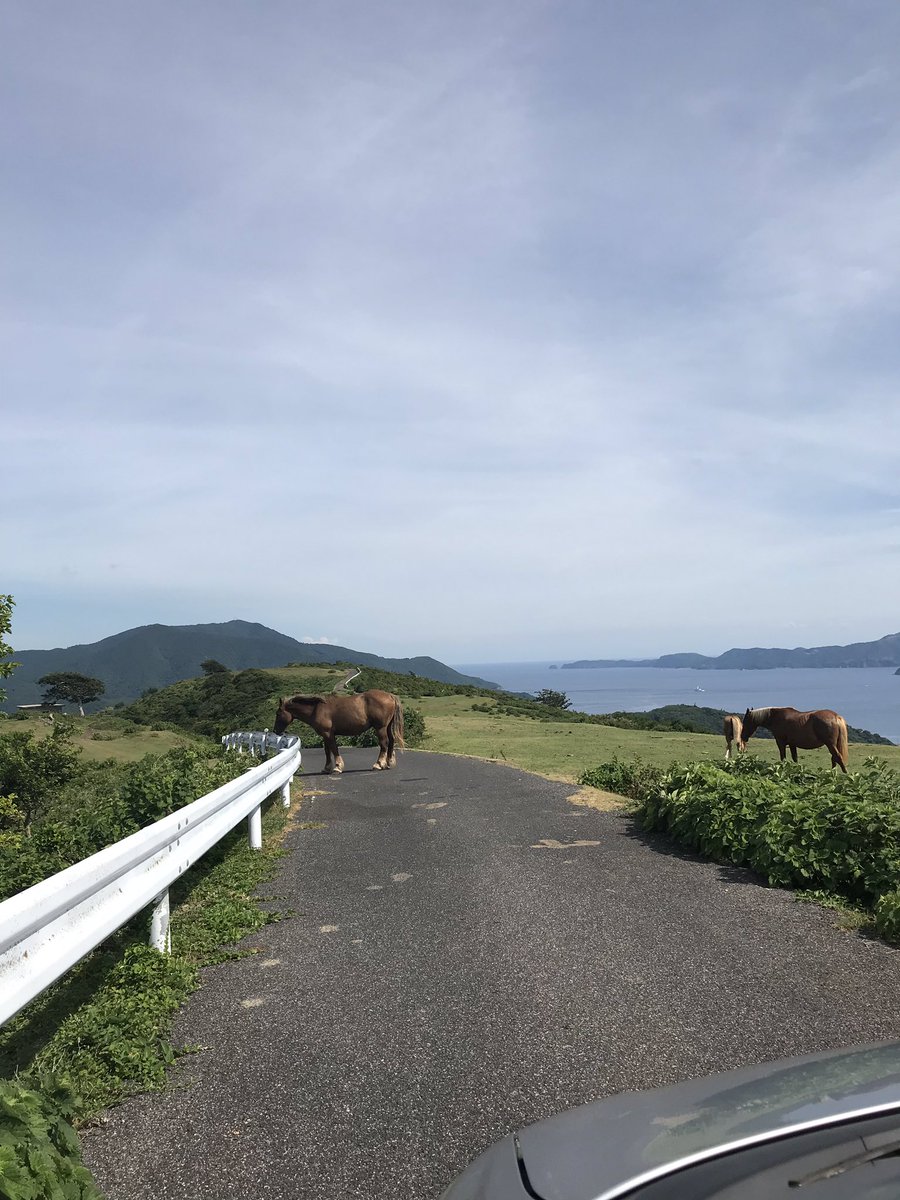 一本道を馬に封鎖され10分ほど立ち往生。
非日常的！笑