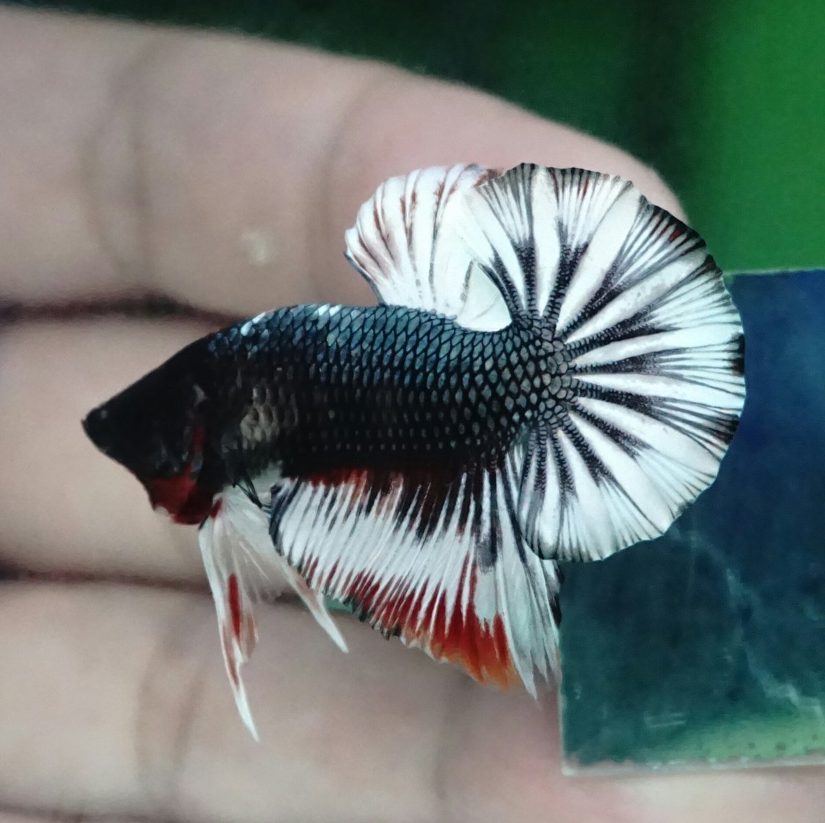 BettamartId's tweet photo. Plakat Marble
Size M+
Loc. Berbah, Sleman, Yogyakarta
Sudah Teradopsi
#internationalbettacongress #bettaaddict
#bettashop #bettahalfmoon #bettathailand #bettas #bettafish #bettasplendens #cupang #fccp #fccpvietnam #fancycooper #whitescales
#halfmoonbetta #cupangsultan https://t.co/pQGSmqSXz9