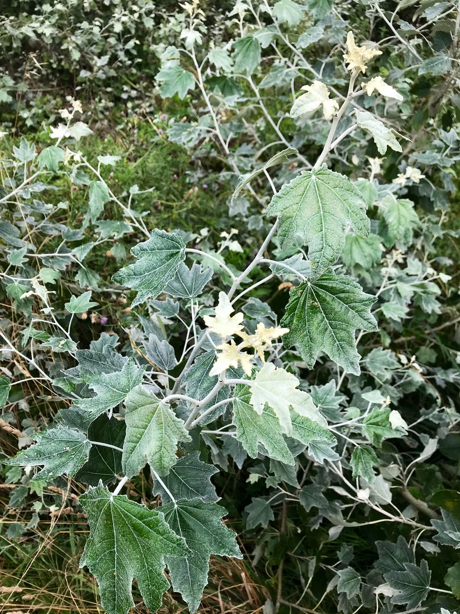 PrimaryTreeSurg's tweet photo. Beautiful silvery leaves of this failed but determined white Poplar on the Thames Path at #Kingston today. Bright conditions for Mβs race πββοΈπββοΈπββοΈHope the wind stays at her back π€π»π#ThamesMeanderHalfMarathon #ThamesMeander #HalfMarathon https://t.co/MSBw5LoMnP