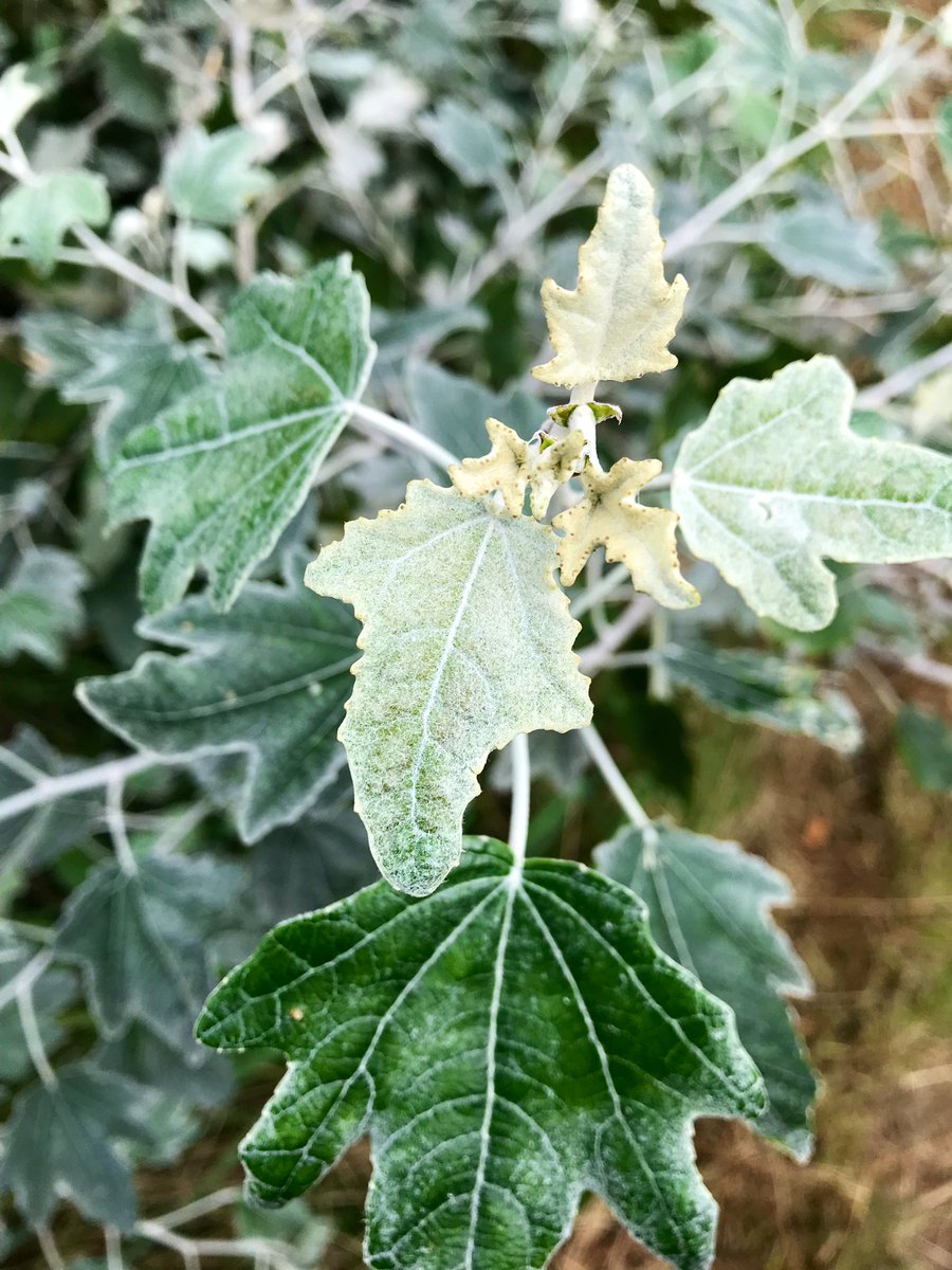 PrimaryTreeSurg's tweet photo. Beautiful silvery leaves of this failed but determined white Poplar on the Thames Path at #Kingston today. Bright conditions for Mβs race πββοΈπββοΈπββοΈHope the wind stays at her back π€π»π#ThamesMeanderHalfMarathon #ThamesMeander #HalfMarathon https://t.co/MSBw5LoMnP