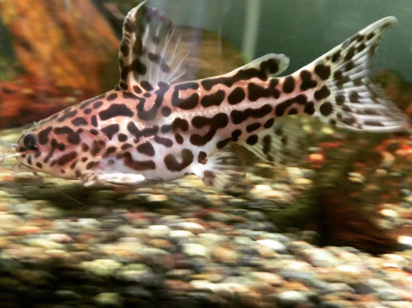 松 宏彰 Hiroaki Matsu うちの珍生物シリーズ ブラジルジャガーキャット めちゃくちゃ綺麗なのに隠れて滅多に出てこない隠美ナマズ 一年以上して慣れたか 餌をやると明るくても出てくるようになった カッコいいな 熱帯魚 Tropicalfish
