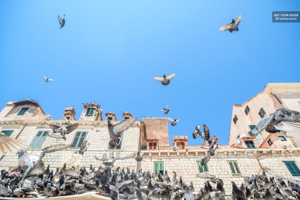 TravelKingly's tweet photo. Dubrovnik: ‘Game of Thrones’ Tour with Outer Wall Ticket
#gameofthrones #gameofthronesbrasil #gameofthronesbr #gameofthroneslocation #photography 
@Package👉https://t.co/hnjwQSi8Gh https://t.co/yGv05z7KTt