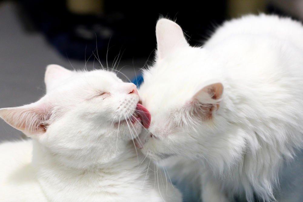 Battersea S Tweet While Most Cats Can Groom Themselves Medium