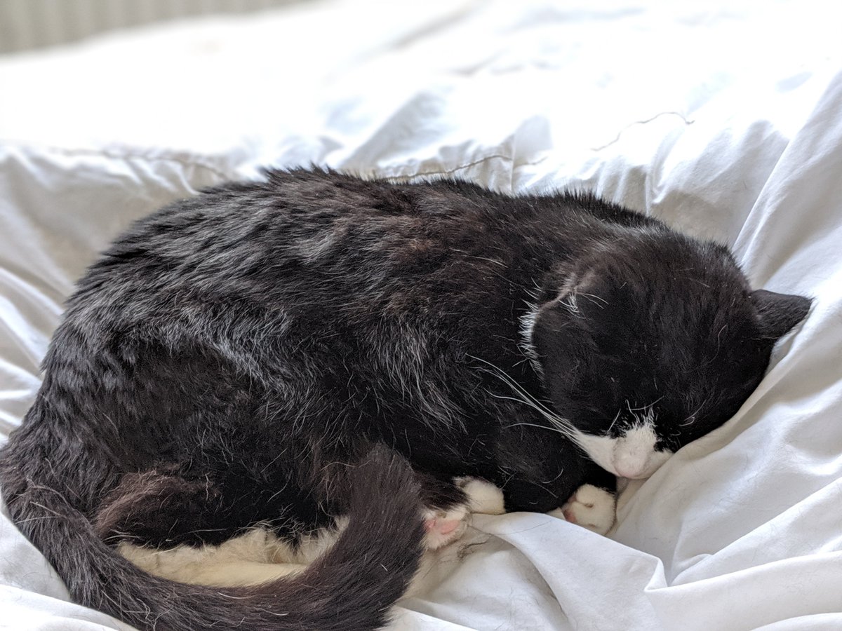 ShreenCatNurse's tweet photo. @CuriousMonty Aaliyah prefers to snuggle into our nice white sheets #sleepycat https://t.co/n7kJjaPF9M
