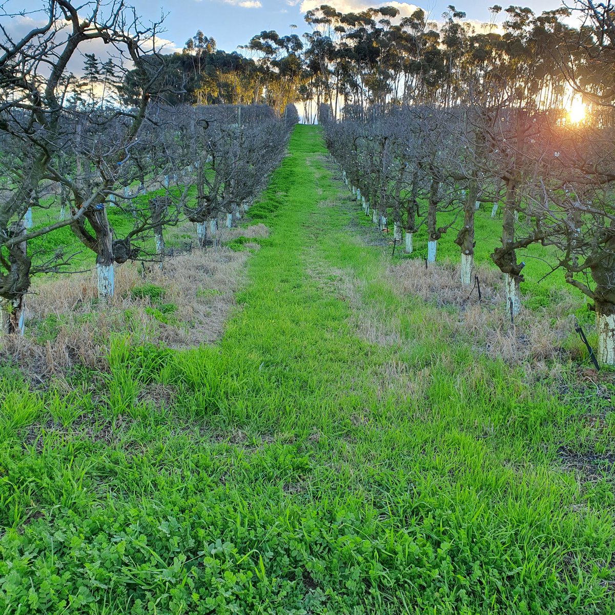MattRuddRiffs's tweet photo. @wildekransCH is the jewel of Elgin Valley. 

@WildekransWines https://t.co/WYbtHzs6lA
