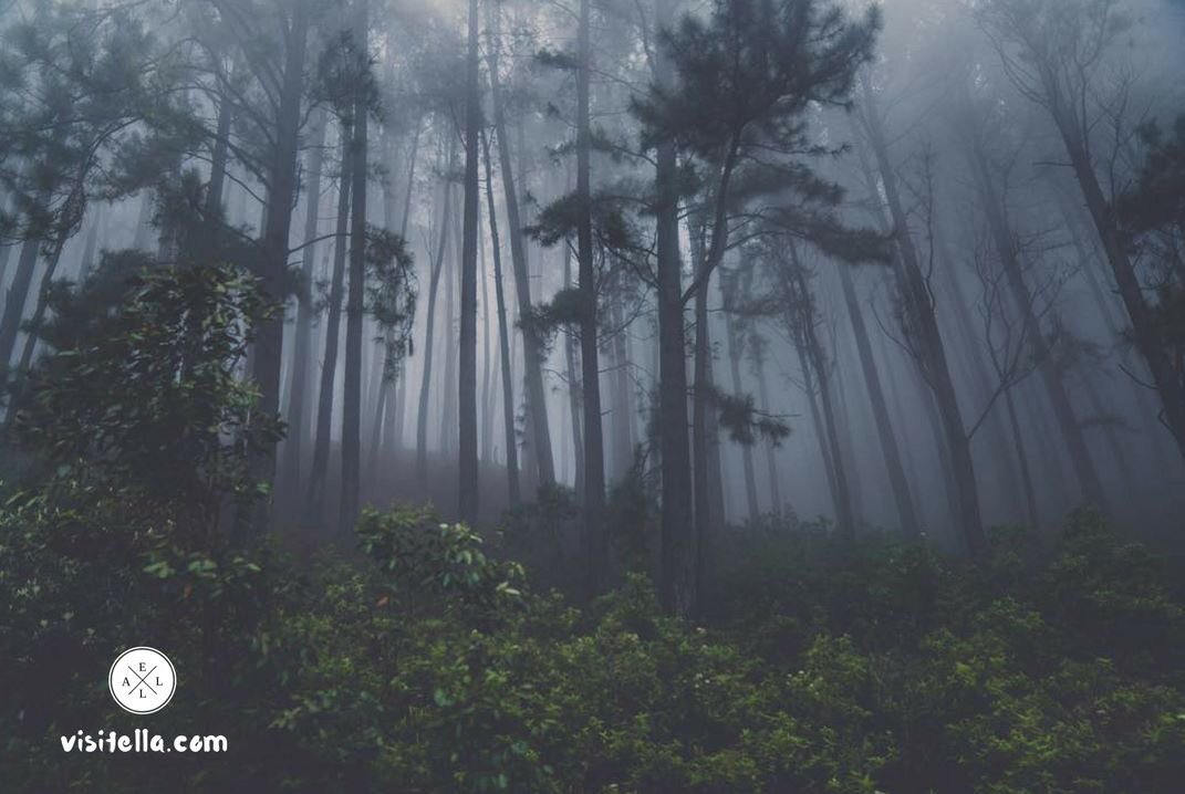 ellasrilanka's tweet photo. Rain and mist makes some amazing views in Ella. you would return this place any day! - https://t.co/YwDBbrfIJK
#VisitElla #EllaSriLanka #Travel #SriLanka #Tourism #Leisure #VisitSriLanka #TravelSriLanka #EllaRock #MiniAdamsPeak #Weekends #NineArchBridge #lka #SaturdayMorning https://t.co/39CaB7fNAn