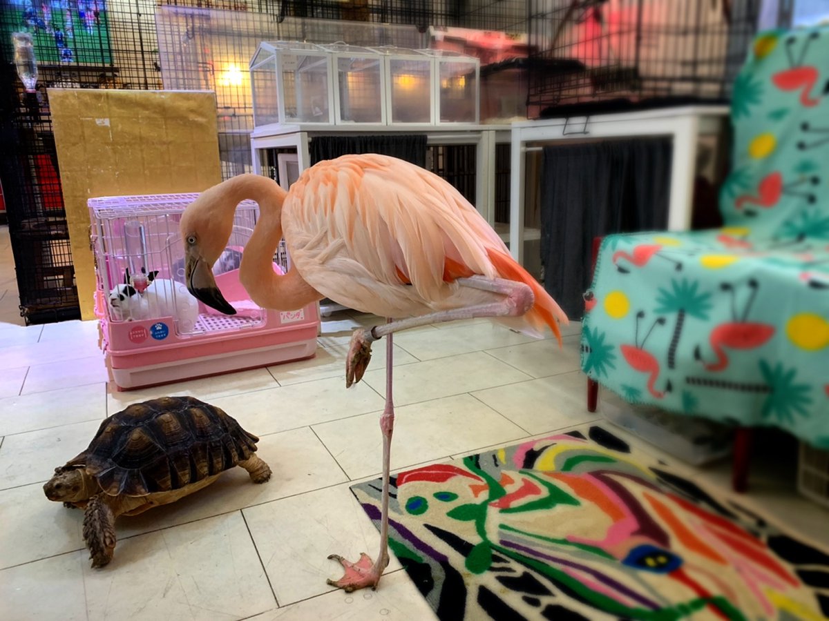 名古屋にある(ド)フラミンゴが放し飼いにされているカフェにいってきた? 
