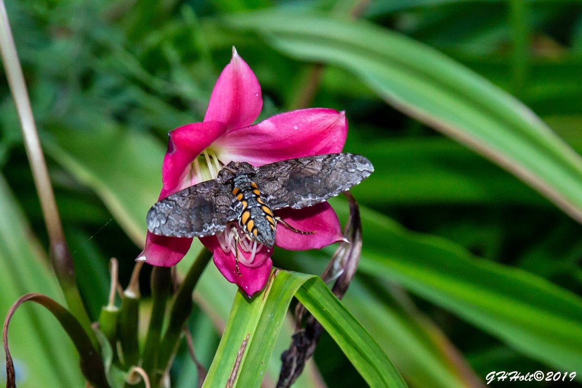 This is a first for me. I think this is a Five Spotted Hawk Moth, at DSBG #NaturePhotography #5spottedhawkmoth #mothphotography #botanicalgardens #dsbg