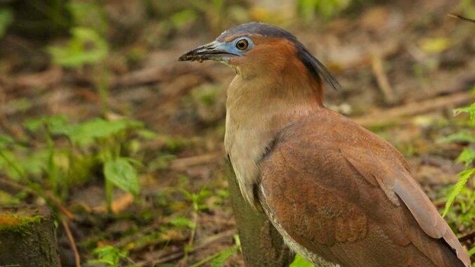 TaiwanBirding's tweet image. In the rare event I go to a bar or party  nowadays...

Random bloke: “There’s always this strange thing on my campus lawn...”

Me: “Let me show you a picture of a Malayan Night-heron...this?”

#differentEra #extragin #5amTwitch