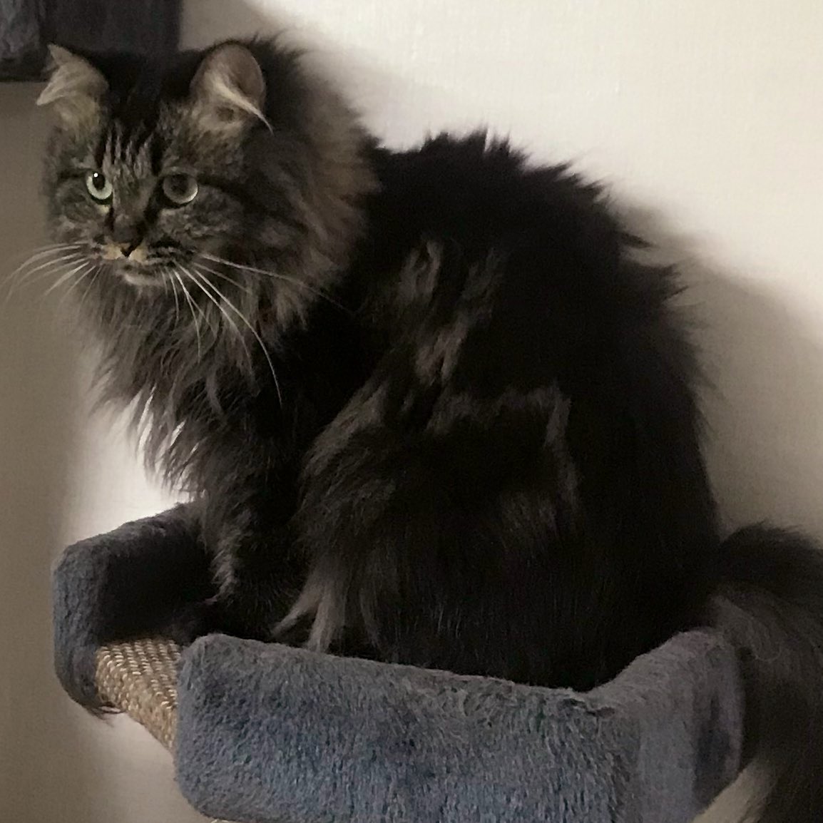 _myoyeon_'s tweet image. 냥코 &amp;amp; 냥타 &amp;amp; 냥츠