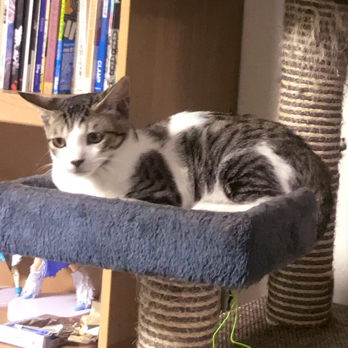 _myoyeon_'s tweet image. 냥코 &amp;amp; 냥타 &amp;amp; 냥츠