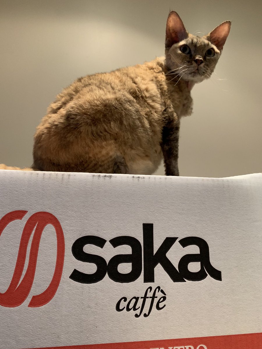 Coffe_Lovers_eu's tweet photo. This is my Kingdom, Bella 💖☕️💖 Kingdom of #Caffè The best caffè in #Space 💖💖💖 #espresso #esepod #saszetki #kawa #kochamkawe #baristatotalny https://t.co/FQZtZxzKL2
