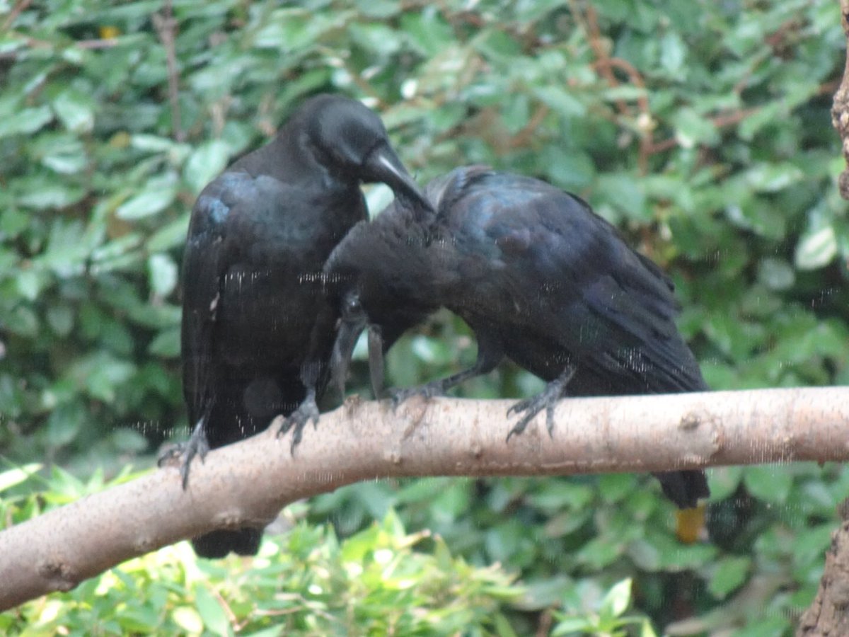 Miyuki そこそこ 気持ちい カ太郎 カラス 毛づくろい シャンシャン のお友達 上野動物園 Ueno