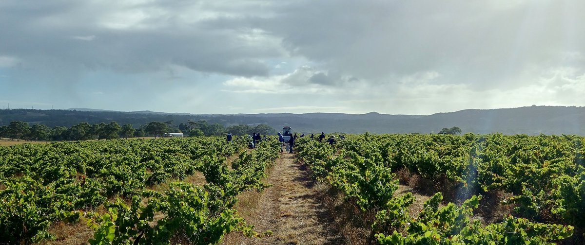 philip white tweet media