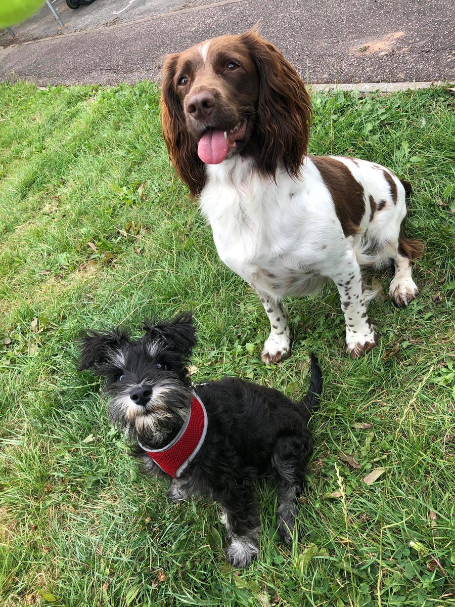 AdventuresofTi4's tweet photo. This is my #springerspaniel friend Millie ❤️ we loved playing ball 🐶🐾🐾🐾

#adventures #sitbooboositgooddog #dogsofinstagram #dogsofinsta #instadog #dog #puppy #schnauzer #schnauzersofinstagram #schnauzers #miniatureschnauzer #dogs #play #fun #puppylove https://t.co/1lN2DJXqES