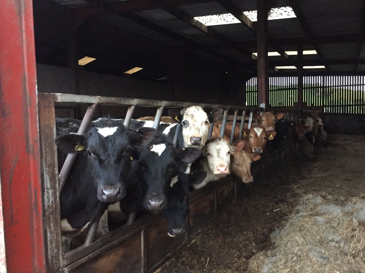 sheepfarmerjack's tweet photo. #cows #cattle #LakeDistrict #cumbria #feedingtime #nature #cows365 https://t.co/g5vzs2C4qE