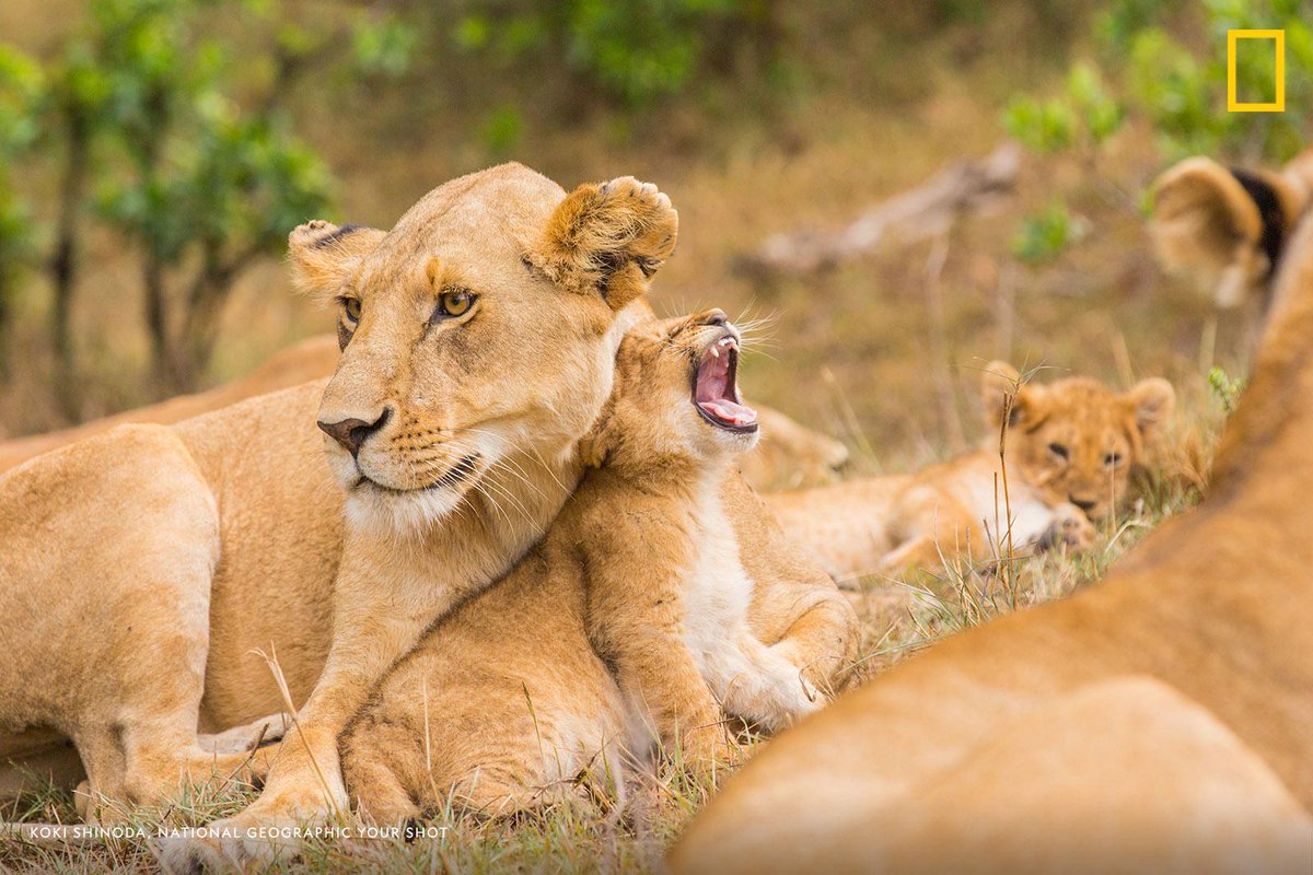 Wake up! It's officially #WorldLionDay and we're ready to celebrate these magnificent big cats on.natgeo.com/31sD7cB