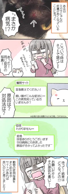夏に多い猫の皮膚の異常…。同じような症状で心配している方に届けば嬉しいです！
治療法と経過はリンク先で
 