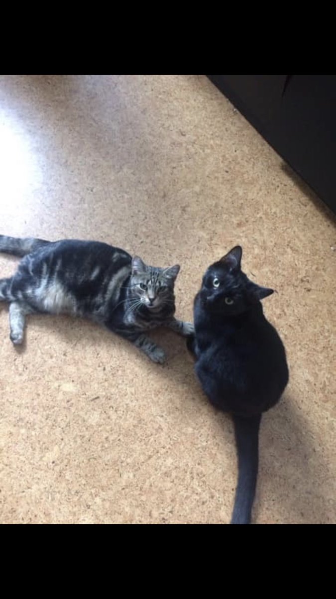 AnimalBee's tweet image. Happy #caturday I’ve not posted for a while as I’ve been kitty sitting and dog walking and made some beautiful furry friends. I still have availability so please get in touch if you’re deciding to go away during August or September or any other month for that matter 😁😸🐶🐭🐰🦄