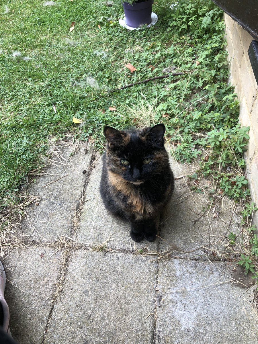 AnimalBee's tweet image. Happy #caturday I’ve not posted for a while as I’ve been kitty sitting and dog walking and made some beautiful furry friends. I still have availability so please get in touch if you’re deciding to go away during August or September or any other month for that matter 😁😸🐶🐭🐰🦄