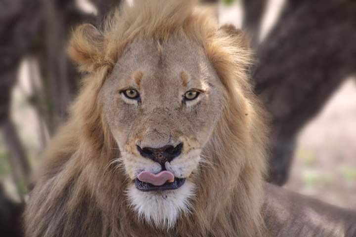 amlodge_za's tweet photo. Help us celebrate #WorldLionDay, the majestic big cat! β£
β£
#WorldLionDay #WildLife #Big5 #Conservation #ExploreLuxury https://t.co/Z7NcC1ZlGw