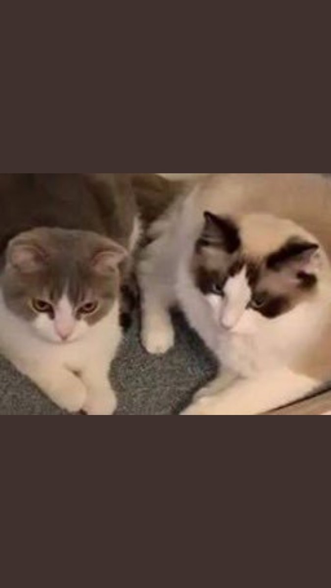 tri_pigkyblue's tweet photo. ก้า:น้องเราเป็นหญิงมาและ
โอ:น่ารักเนาะเหมือนก้าเลย
😁อิฮิ
#LeoLuca #Lilly #LISA https://t.co/tsYssA4aZb