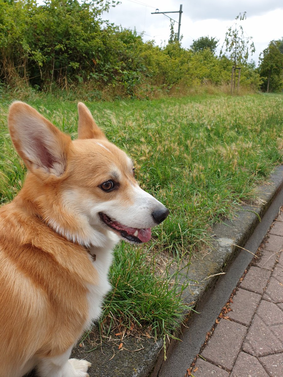 APCGodlieb's tweet photo. Hoi @GemeenteLeiden, op de enige hondenlosloopplaats in de buurt, op de Smederijstraat, staat nu erg veel grasaar. Dit kan juist voor honden erg gevaarlijk zijn. Zouden jullie hier iets aan kunnen doen? Onze hondjes zijn jullie dankbaar! https://t.co/3rKcwKndQL