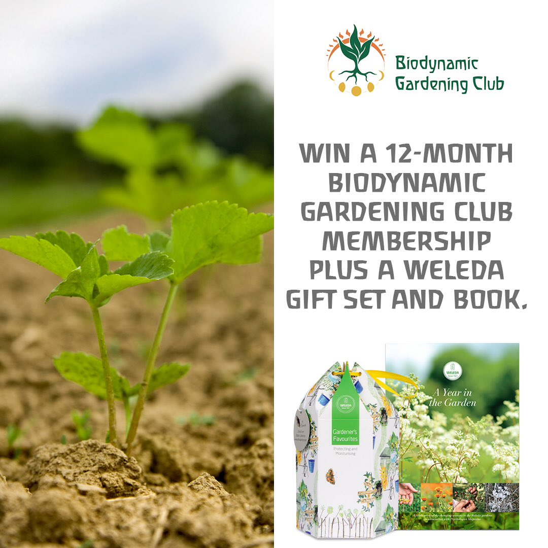 BiodynamicUK's tweet photo. Our partners @WeledaUK are giving one lucky person the chance to WIN a 12-month membership to our Biodynamic Gardening Club plus a Weleda Gardener’s Favourite Gift Set and Book THIS WEEKEND! Free to enter here - https://t.co/t6M3XrDaaN - hurry, closes midnight this Thurs 15.08.19 https://t.co/mvfDU3tn6L