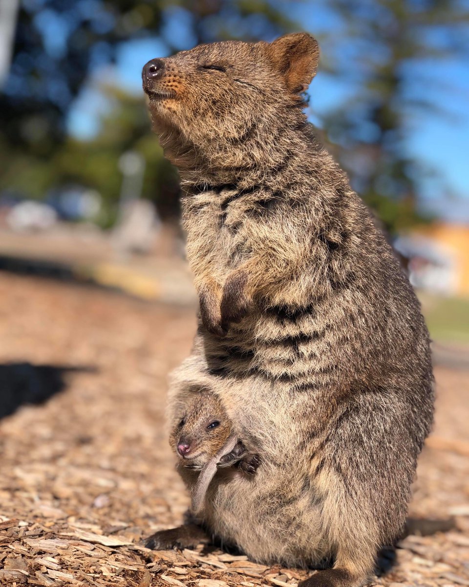 Australia's tweet photo. When you know your baby is the cutest in town. 😊 

(Proud #quokka mama and her joey via @novygram on @westaustralia’s @rottnestisland)

#seeaustralia #justanotherdayinwa https://t.co/O6gKWqyq9R