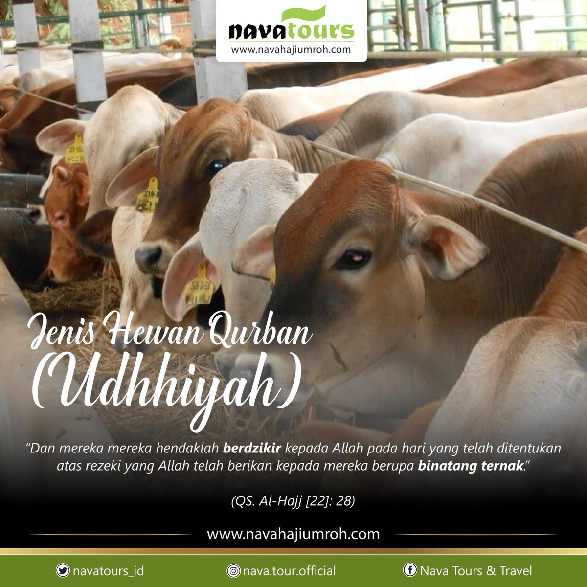 740 Download Gambar Hewan Ternak Gratis Terbaik