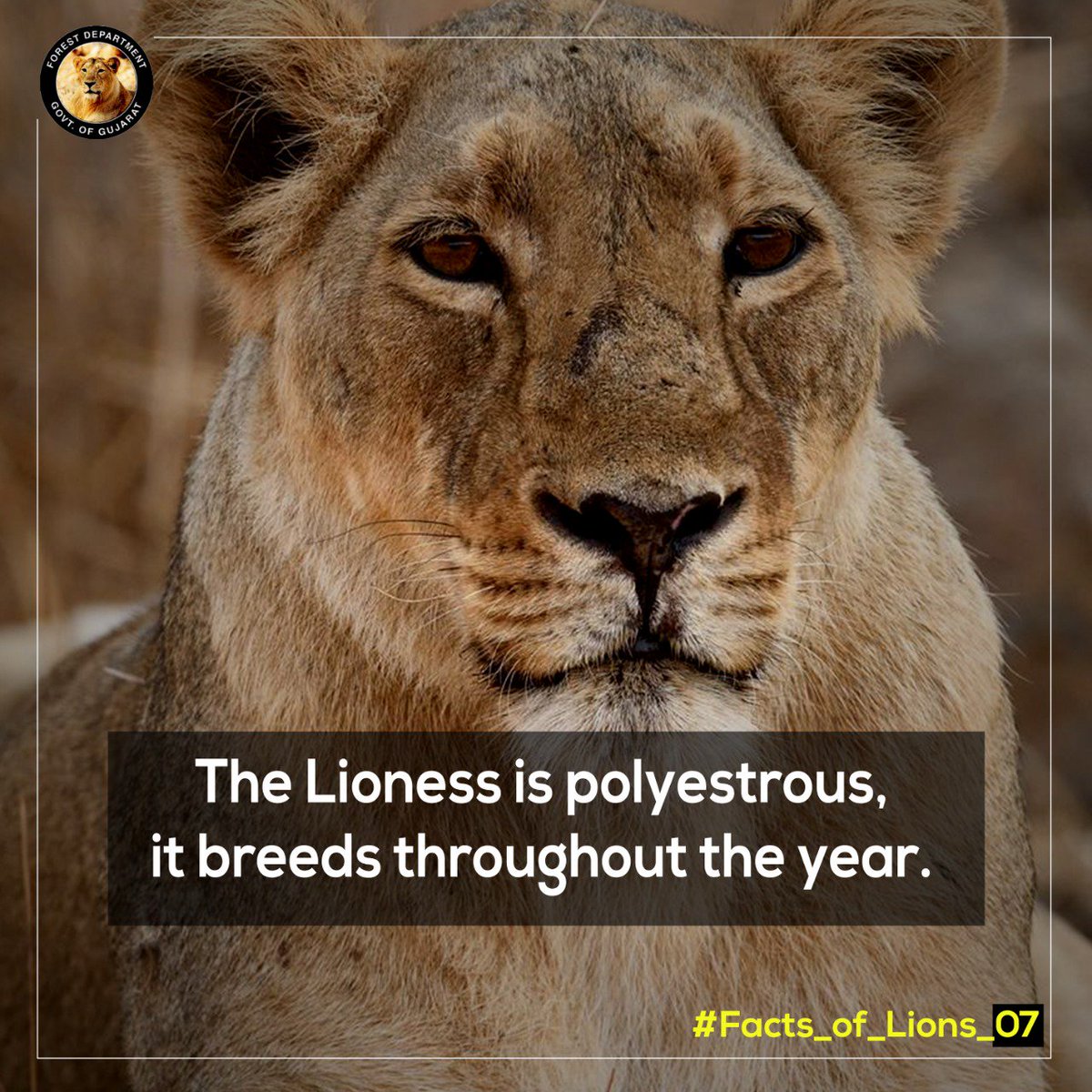 GujForestDept's tweet photo. #Factsoflions #WorldLionDay #asiaticlions #savethelions #Lions #LionKing
#GujForestDept https://t.co/QGflTCOZqX