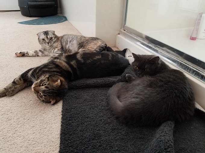 Sexy_M0nkey's tweet photo. =^._.^= (=^・ω・^=) /ᐠ。ꞈ。ᐟ\ #Caturday #NationalLazyDay #CatZone #FamilyTime #SaturdayMorning https://t.co/5FAjhWZsHN