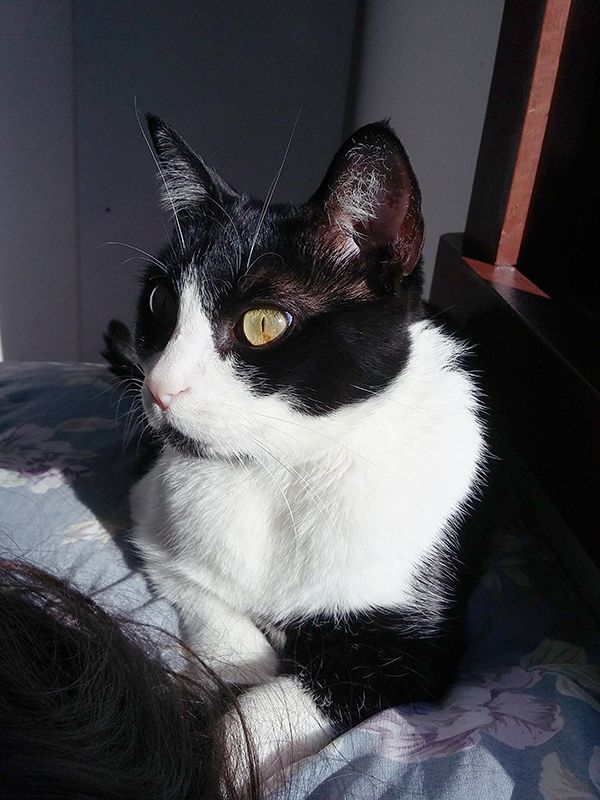catloversonly's tweet photo. Just Pinned to Black and White Cats:   https://t.co/2DogtdsecD https://t.co/UlL8h4ZLWY