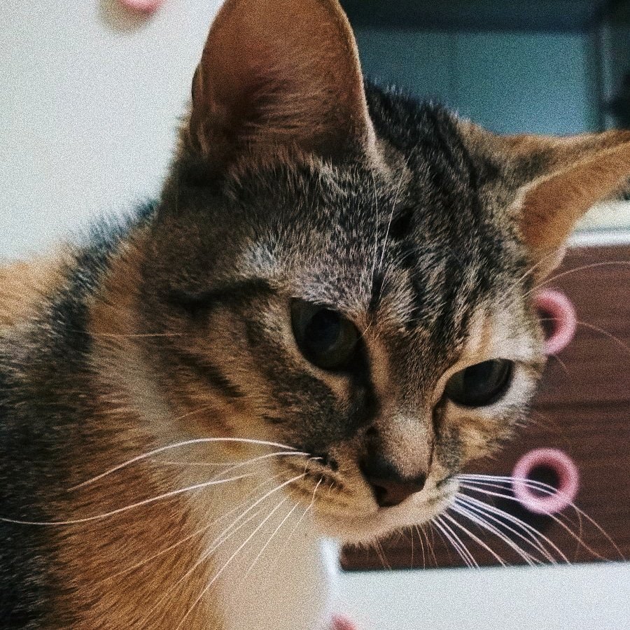 nuriabrana's tweet photo. Ha desaparecido mi gatita por la zona de contrueces (Gijón). Es pequeña y puede estar herida porque cayó por la ventana. Agradecería difusión y si alguien sabe algo que contacte conmigo (691164364). https://t.co/uc1KJSGGtx