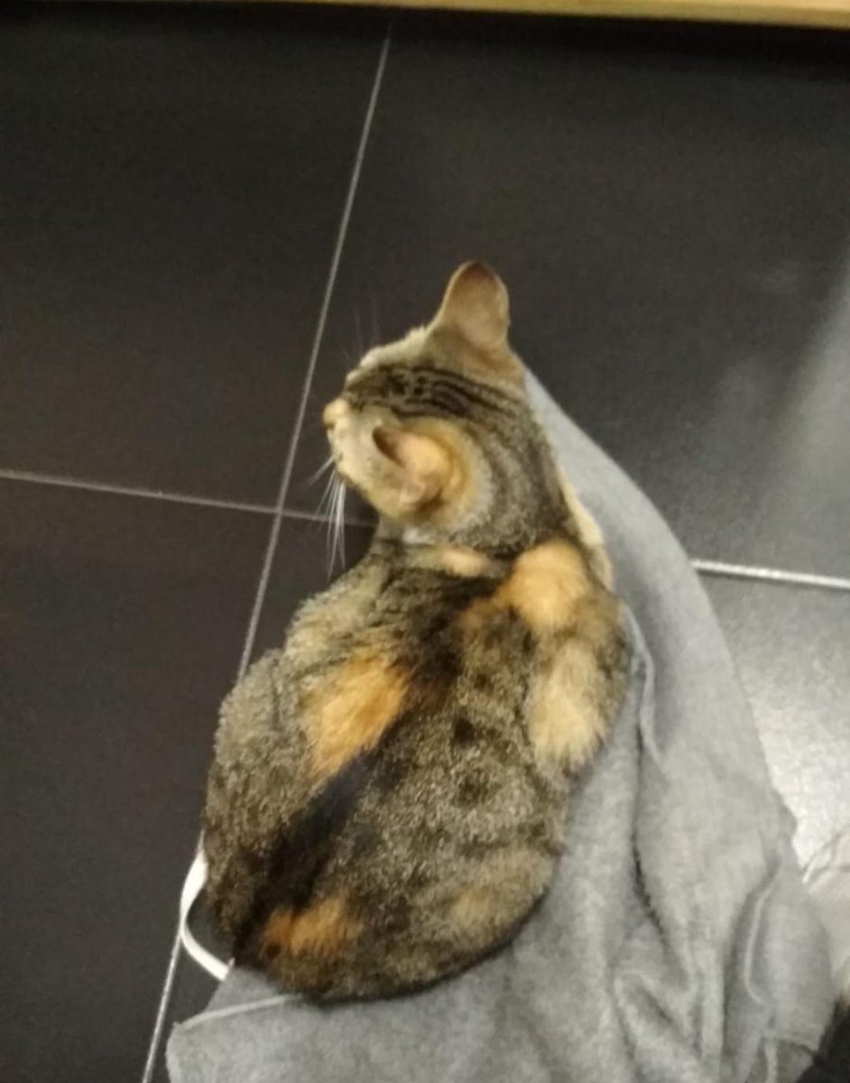 nuriabrana's tweet photo. Ha desaparecido mi gatita por la zona de contrueces (Gijón). Es pequeña y puede estar herida porque cayó por la ventana. Agradecería difusión y si alguien sabe algo que contacte conmigo (691164364). https://t.co/uc1KJSGGtx