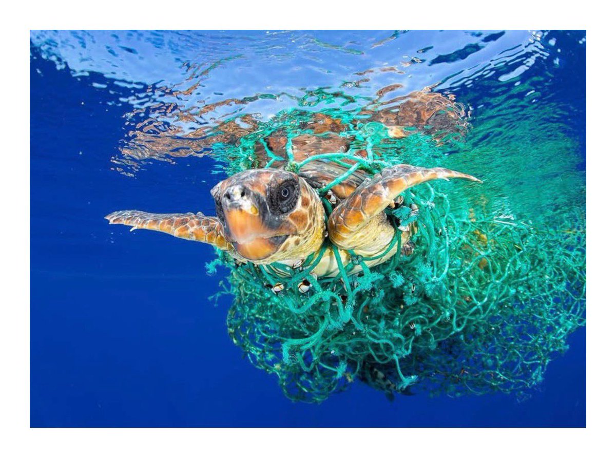 LondonStraws's tweet photo. Around 4.7 billion plastic straws are used in England each year and around 150 million tonnes of plastic is currently polluting the worlds oceans! 

Paper Straws London are encouraging people to reduce their use of plastic and buy paper. 

#recycle #paperstraws #oceanlife https://t.co/KrNrRdhcLk