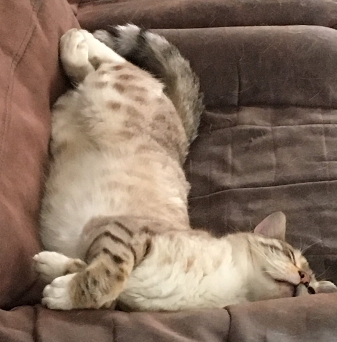 SwarbsNicola's tweet photo. Seriously...?? π #contortionistcat https://t.co/Mg6EqFnmto
