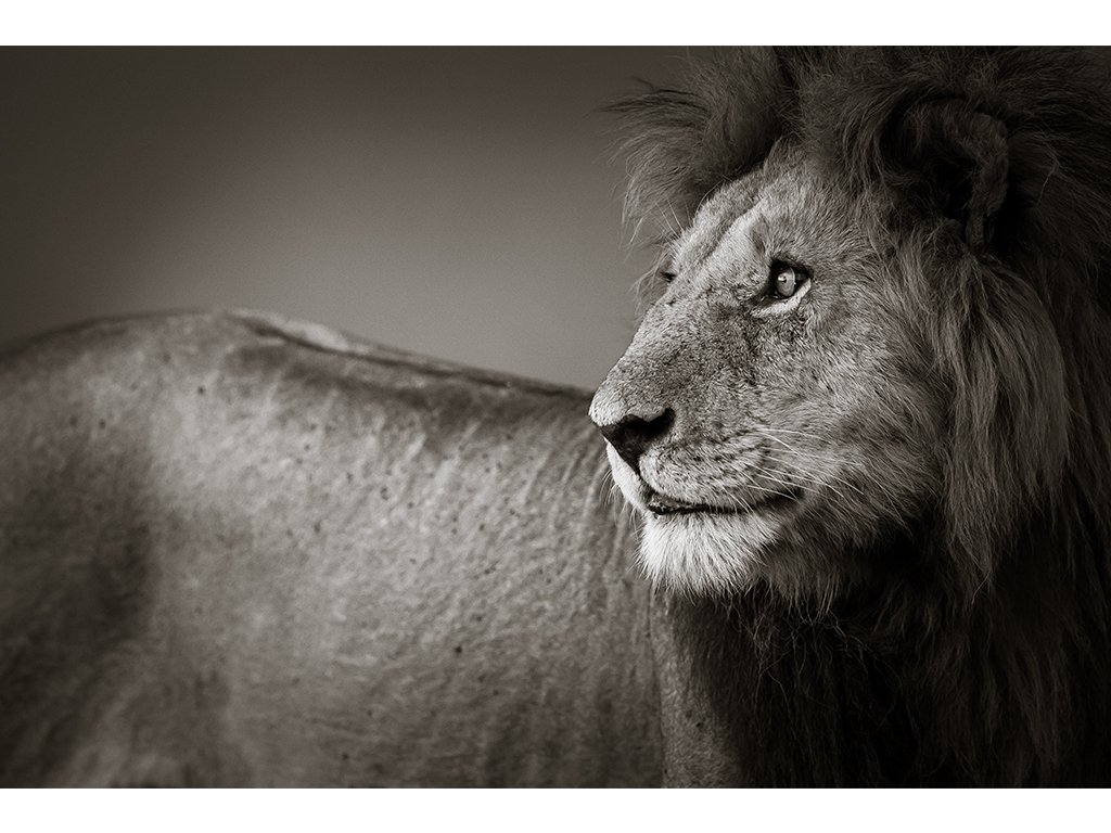 Fotospeed tweet media