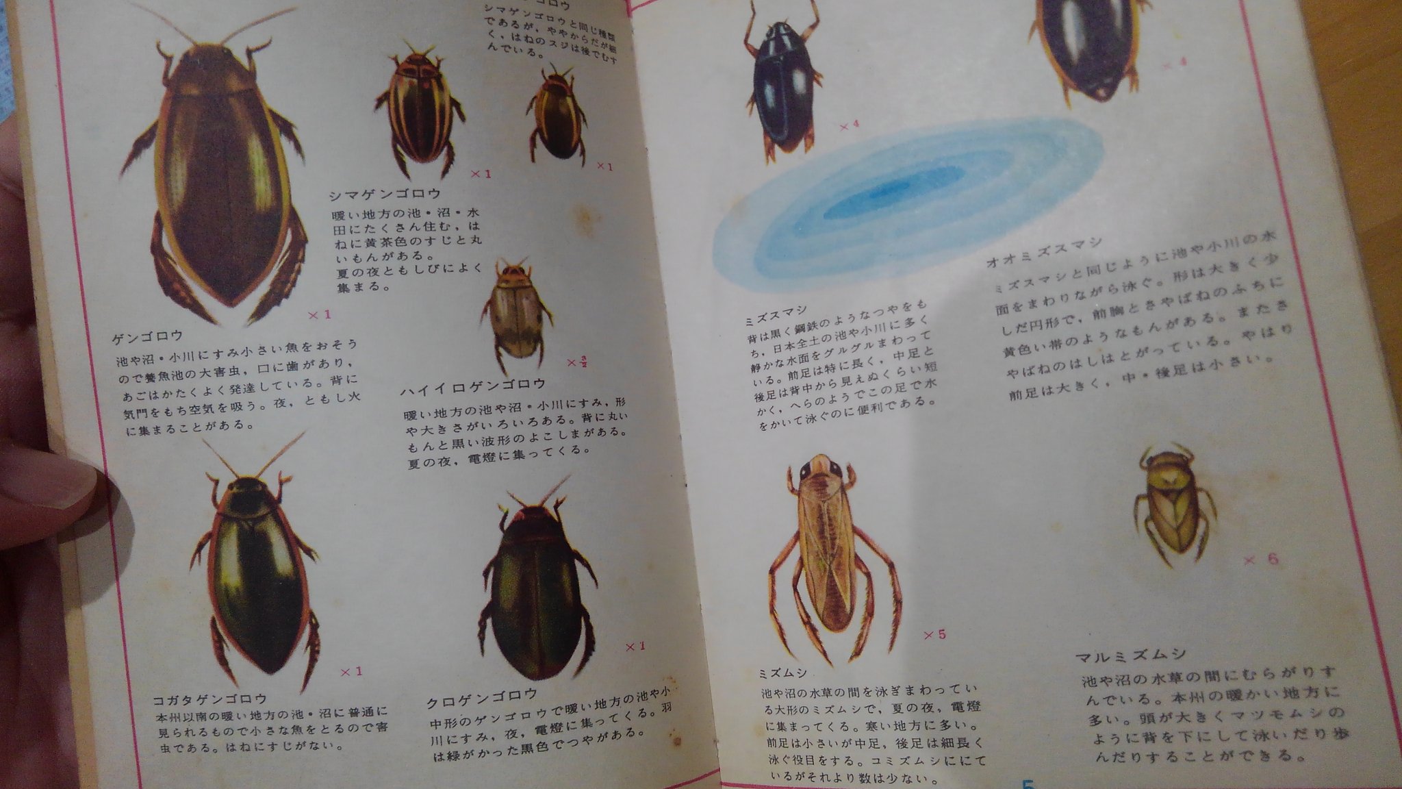 オイカワ丸 父上が小学生のころに使っていたと思われる図鑑をもらった ゲンゴロウが害虫だった時代は 本当にあったのだ スジゲンゴロウも目立つ種の代表だったのですね もう国内からは絶滅してしまいました T Co Nwshn2teqq Twitter