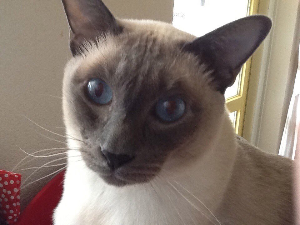 TuppenceMeezer's tweet photo. Update #TeamHercule : his urinary tract was somewhat enlarged. So there is a very very little chance he has an infection. They start niw with fosfor and antibiotics. The vet and we will give him this little chance. We will know more tomorrow or monday. https://t.co/XUuczzlmns