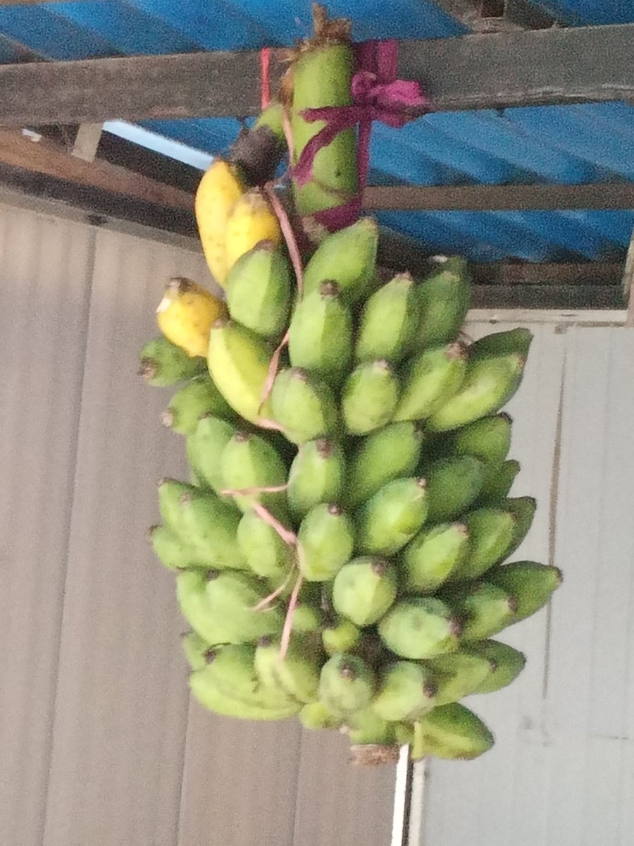 Badabon Harvest tweet media