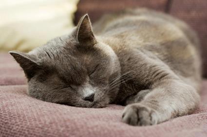 BroadRiverAH's tweet photo. Happy #Caturday https://t.co/lM3idLN340