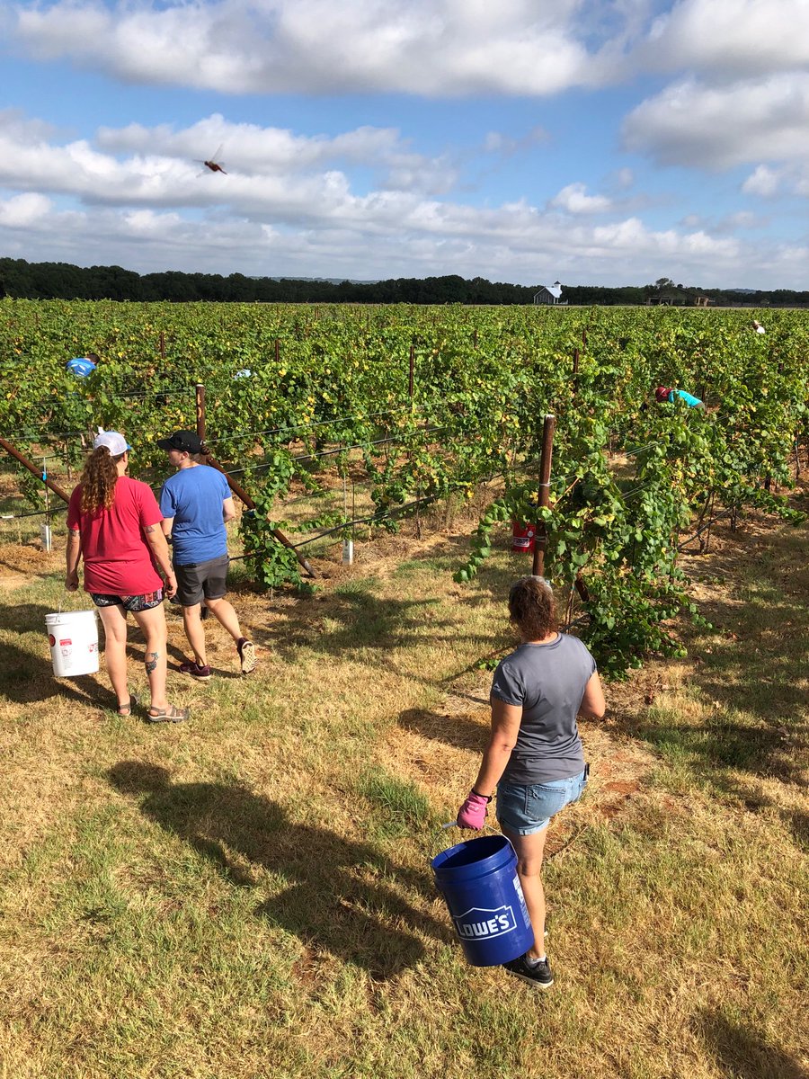 Great morning harvesting at Ab Astris Winery